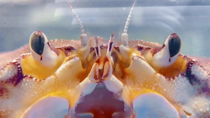 海鲜区鱼缸面包蟹