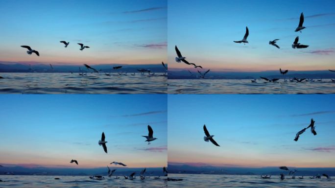 日出日落时洱海海面海鸥飞翔片段3