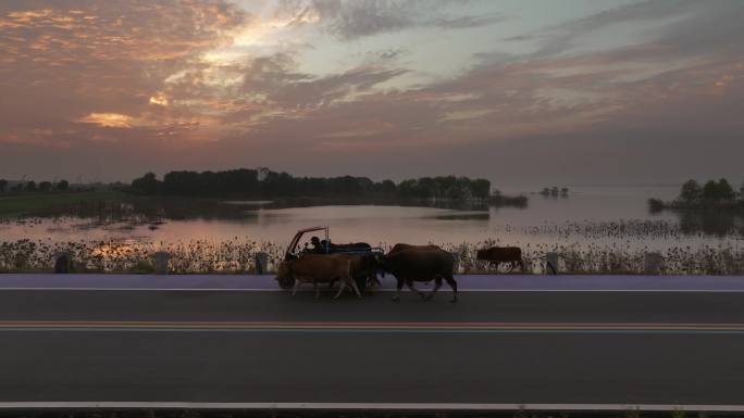 梁子湖边湖堤小路上放牛人领着一群牛回家