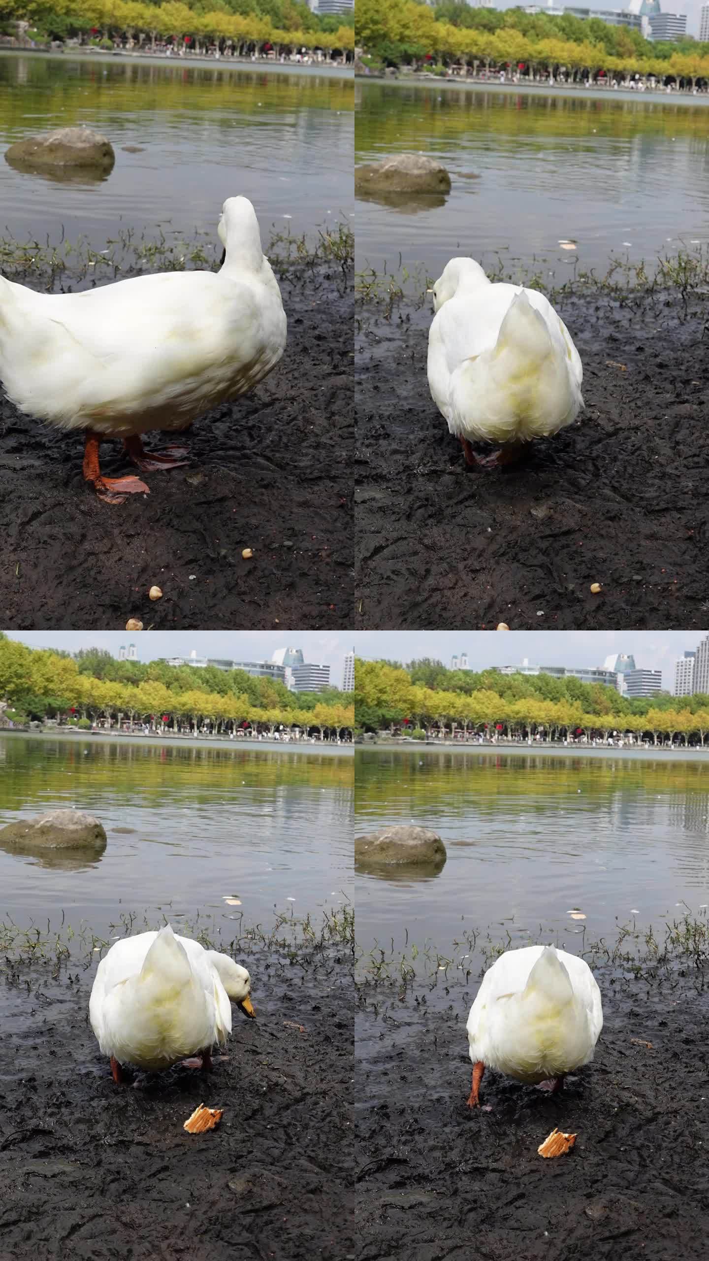 鸭子找食物
