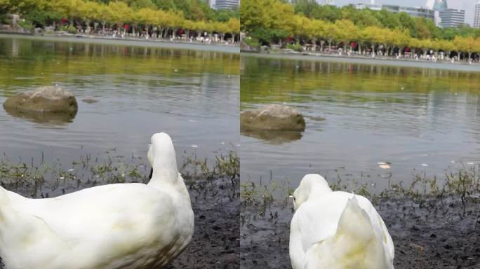 鸭子找食物