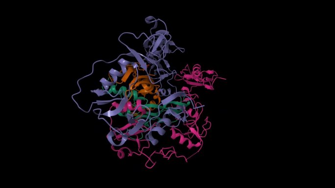 人卵泡抑素(紫色，紫色)-激活素(棕色，绿色)复合物的结构