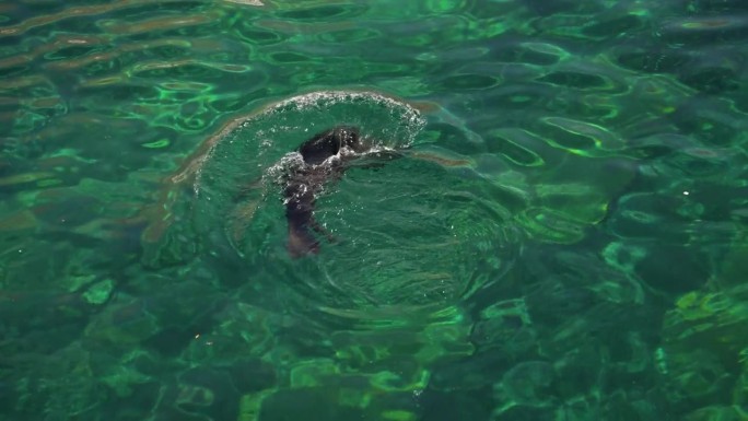 海狗在阳光明媚的日子里游泳玩耍