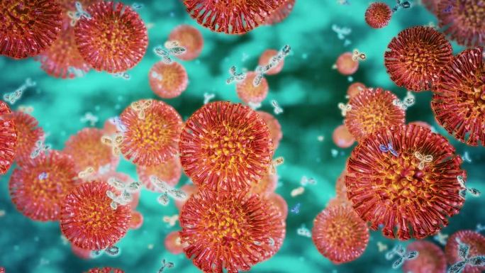 甲型流感病毒免疫反应病毒感染免疫系统