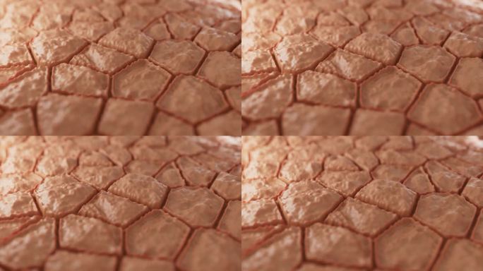 皮肤组织和皮肤细胞