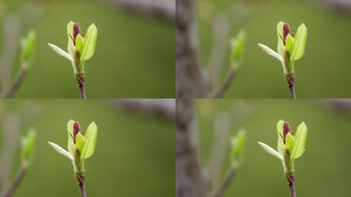 玉兰 树枝 绿芽  3