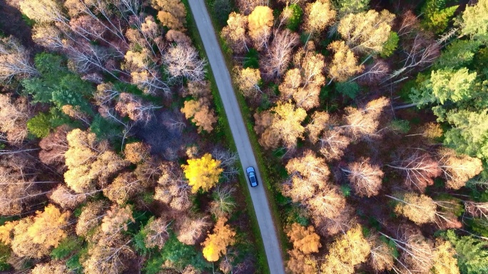 汽车在森林丛林中行驶秋季林海大兴安岭