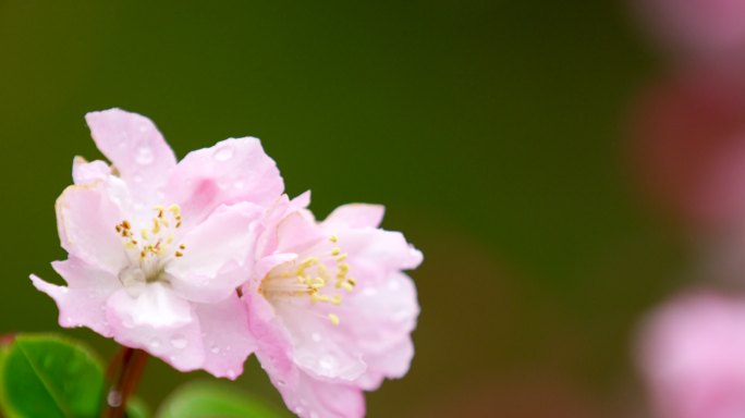 垂丝海棠 绿叶 细雨 24
