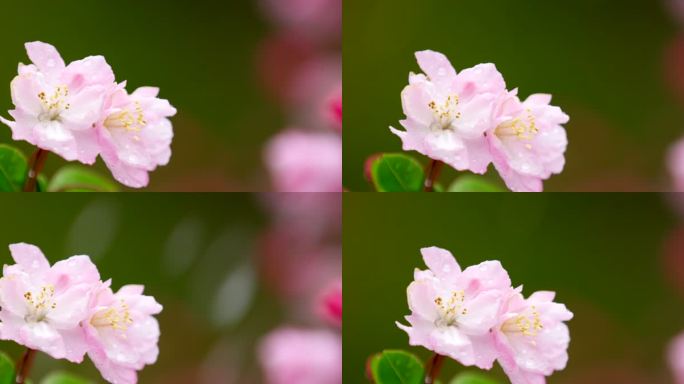 垂丝海棠 绿叶 细雨 24