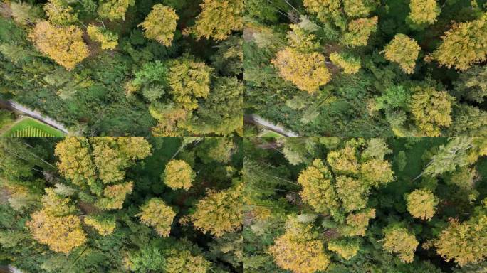 无人机在瑞士拍摄的高树。