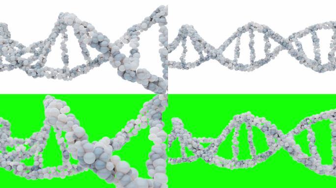 白色背景和绿色屏幕上的DNA分子。可用于教育、科学或化妆品行业背景。元素的动画。