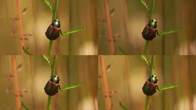 一只坐在草茎上的日本甲虫(日本菊)