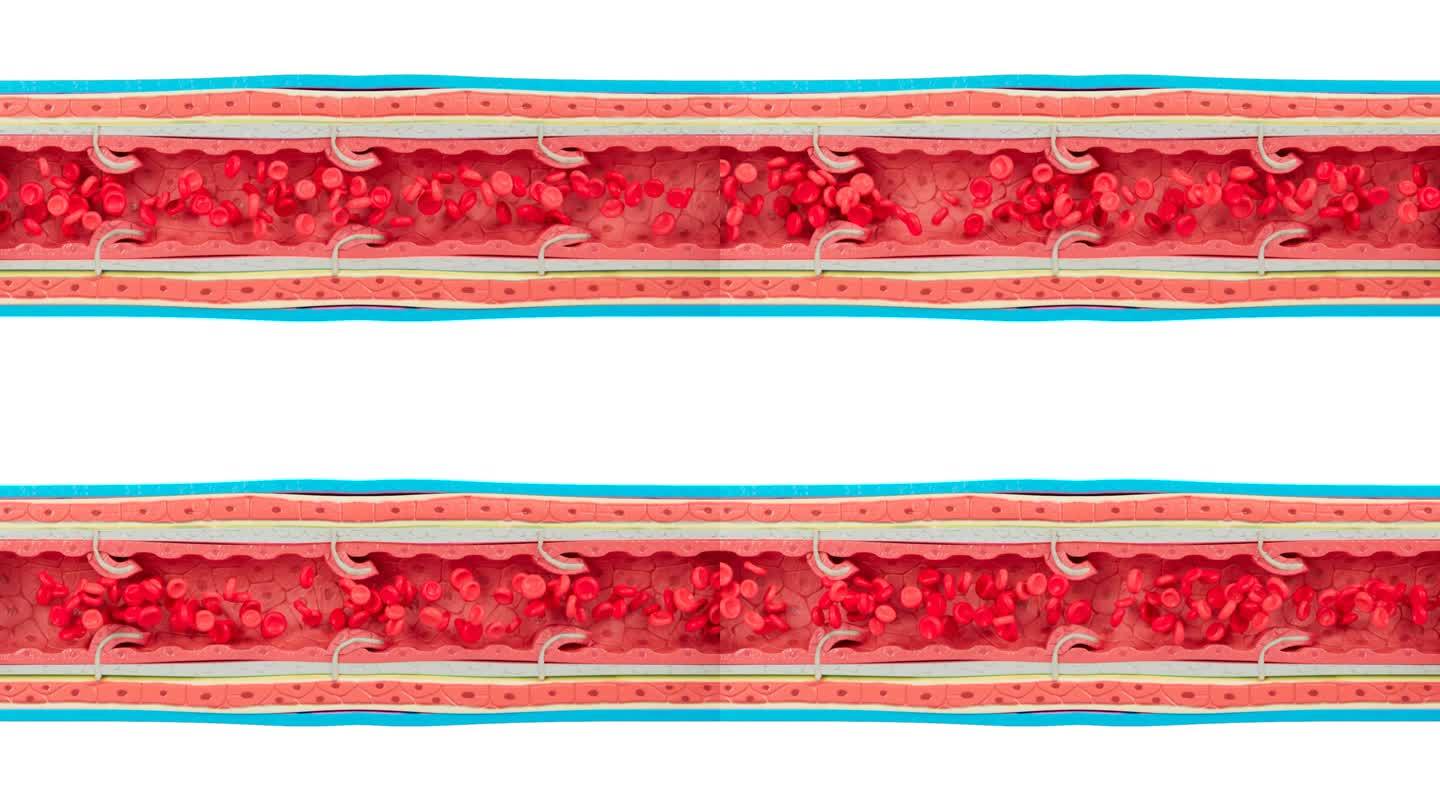 静脉解剖与血液细胞流动