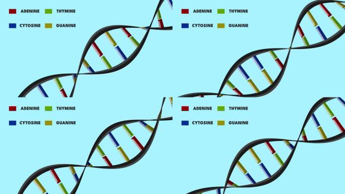 DNA碱基与脱氧核糖核酸分子在白色背景上旋转1 .双螺旋ADN。生物信息图教育动画