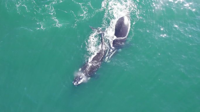两只露脊鲸在水面和潜水时并排游泳的无人机视图