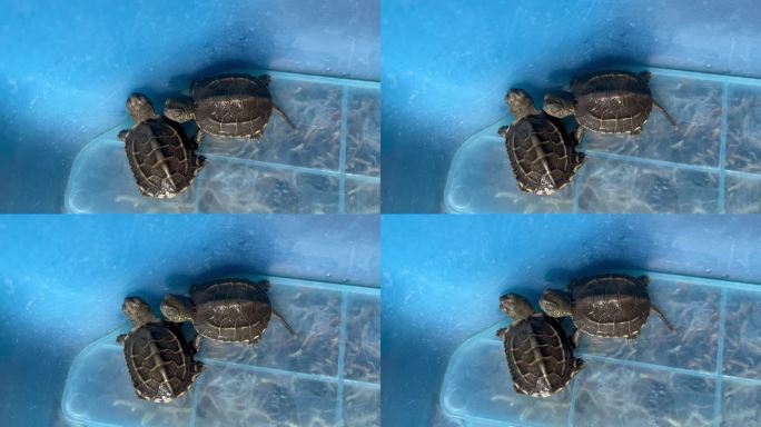 实拍两只小乌龟草龟嬉戏晒太阳