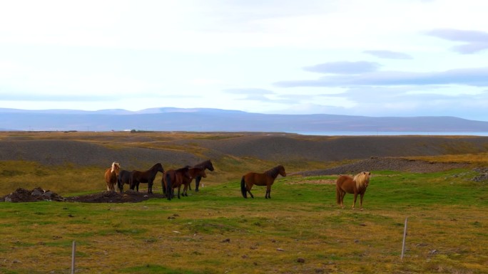 冰岛的马是矮小健壮的文化象征，以友好的自然而闻名