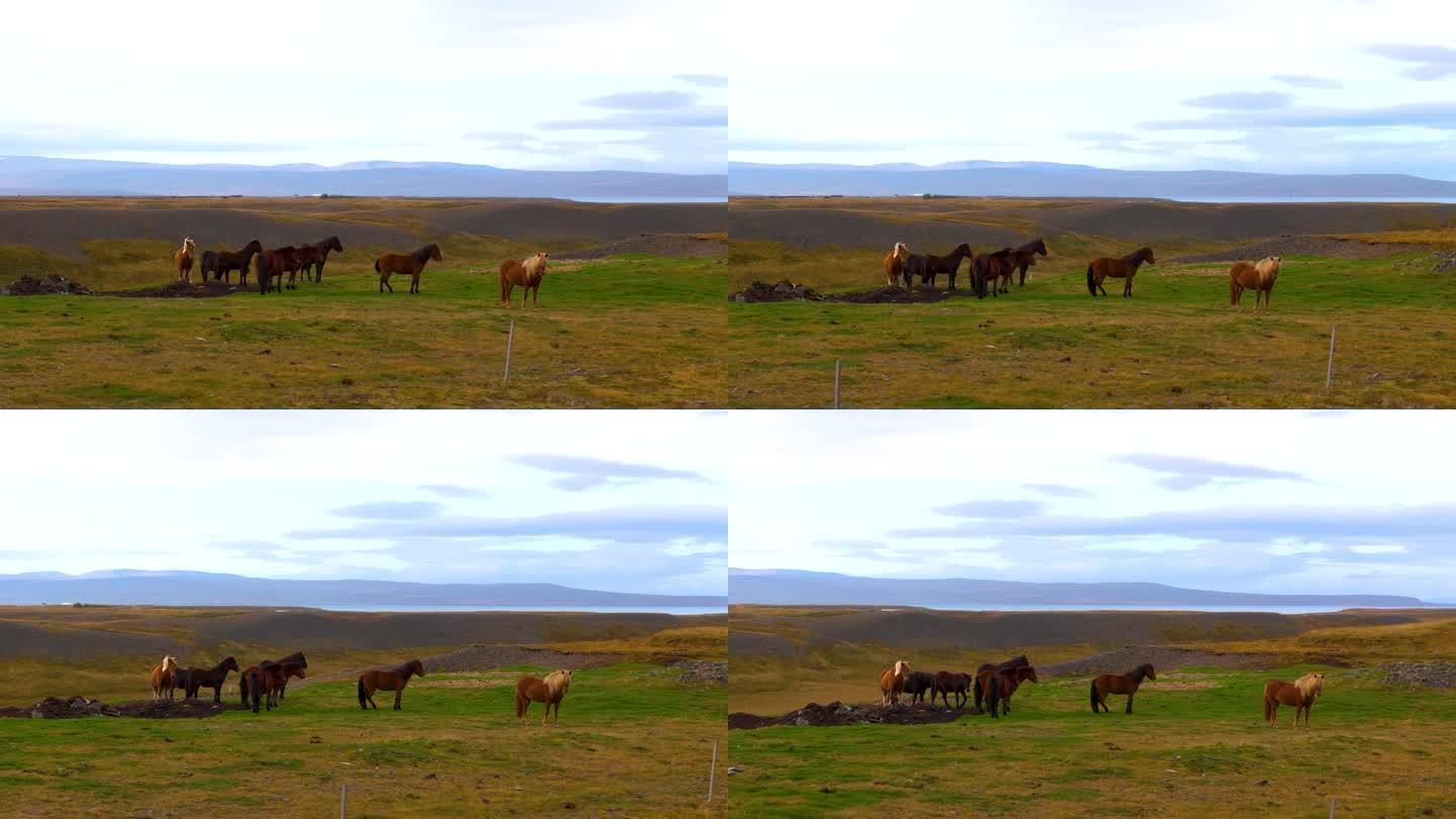 冰岛的马是矮小健壮的文化象征，以友好的自然而闻名
