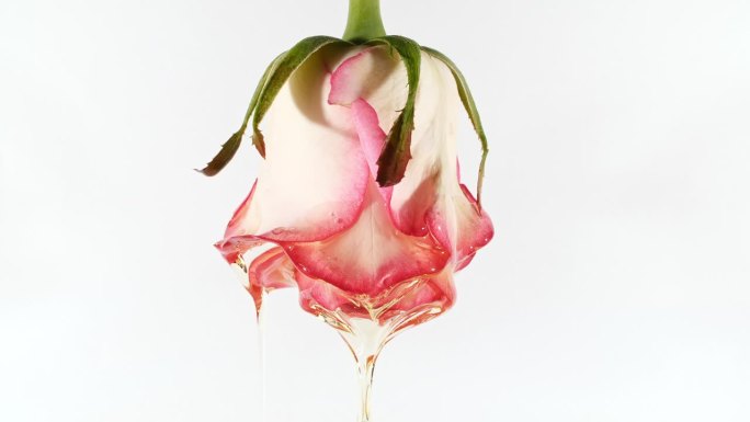 透明化妆品凝胶液体滴油与玫瑰在一个白色的背景。生产特写。慢动作