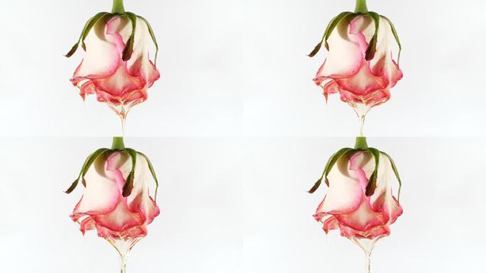 透明化妆品凝胶液体滴油与玫瑰在一个白色的背景。生产特写。慢动作