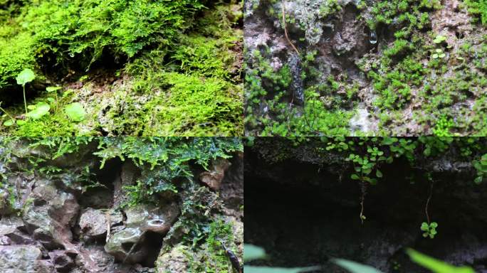 潮湿苔藓自然生态