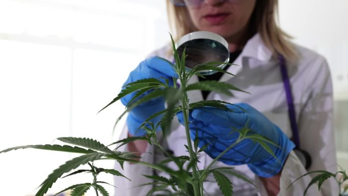 科学家、生物学家和研究人员手里拿着放大镜，检查大麻植物、叶子和花朵的细节