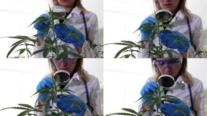 科学家、生物学家和研究人员手里拿着放大镜，检查大麻植物、叶子和花朵的细节