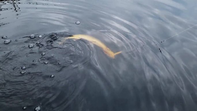 北方梭鱼在水中搏斗，被硬鱼饵钩住