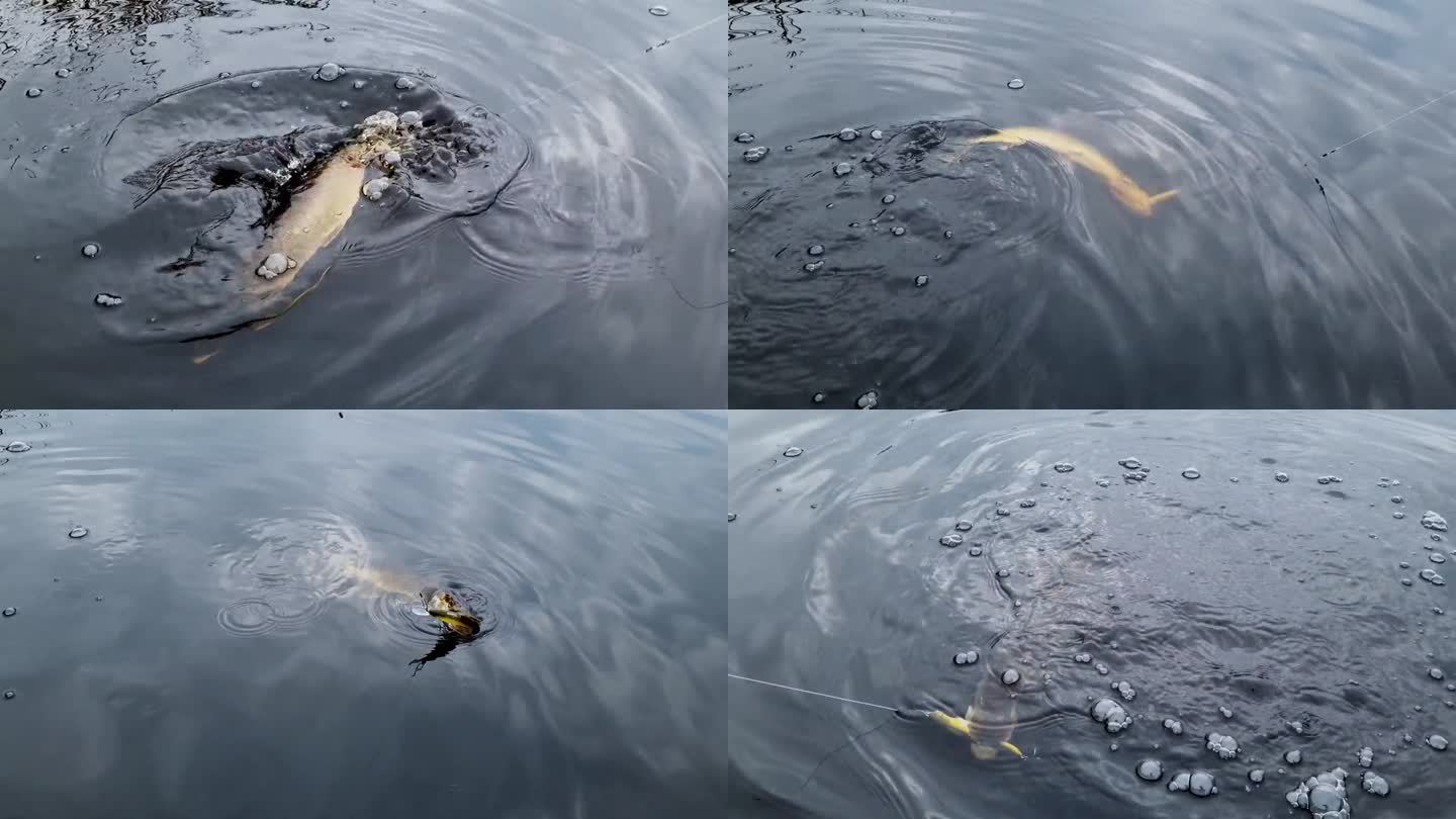 北方梭鱼在水中搏斗，被硬鱼饵钩住