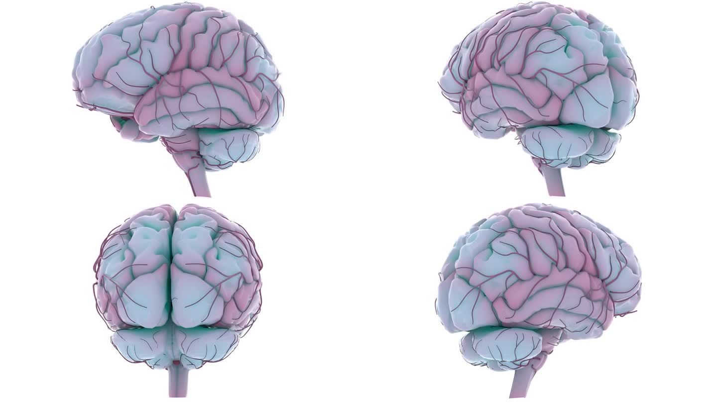 人体神经系统中枢器官脑解剖动画概念