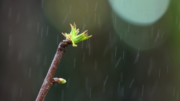 树枝 绿芽 细雨