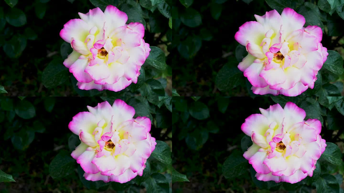 开花的玫瑰淡黄带粉，颜色渐变的玫瑰美丽