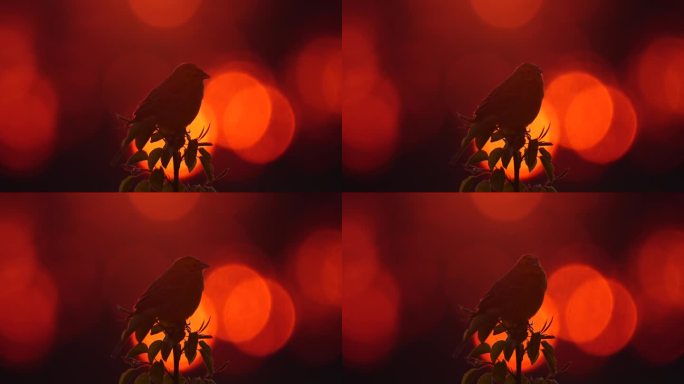 黄鹀(Emberiza citrinella) -歌唱的鸟和日落