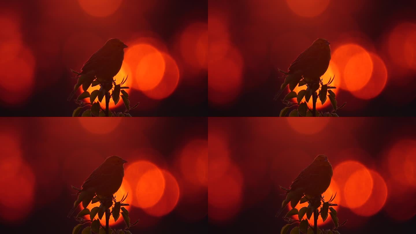 黄鹀(Emberiza citrinella) -歌唱的鸟和日落