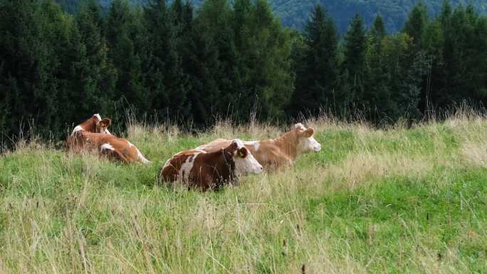 奶牛、草地、牧场视频