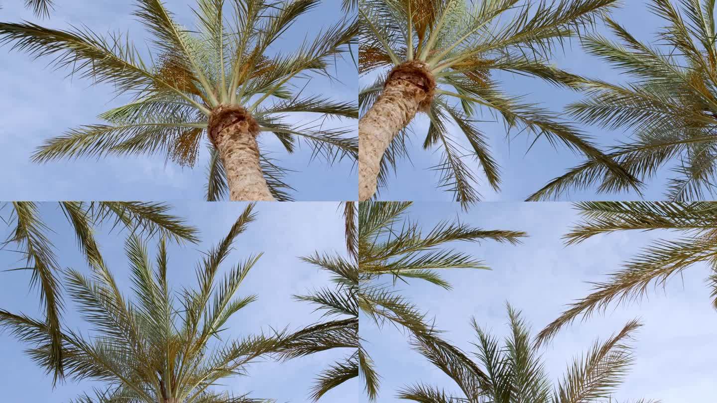 热带椰树棕榈叶随风摇曳，伴着阳光，夏日背景，慢动作。椰子树下，阳光明媚，透过树枝摇曳，风明媚。