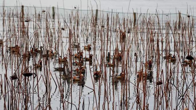 杭州西湖冬天鸳鸯戏水升格慢动作实拍