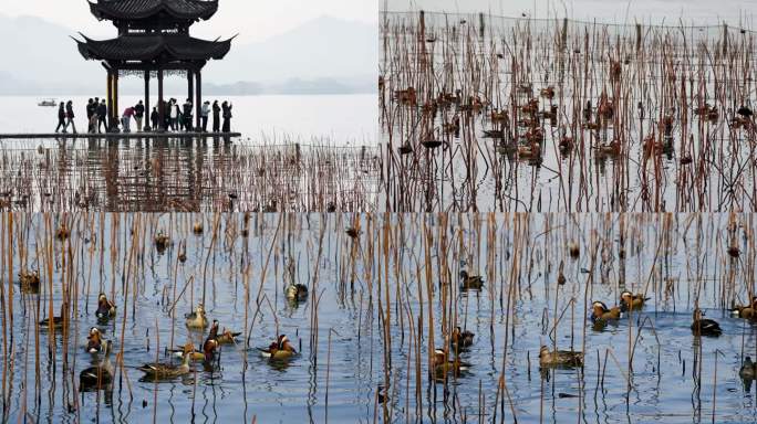 杭州西湖冬天鸳鸯戏水升格慢动作实拍
