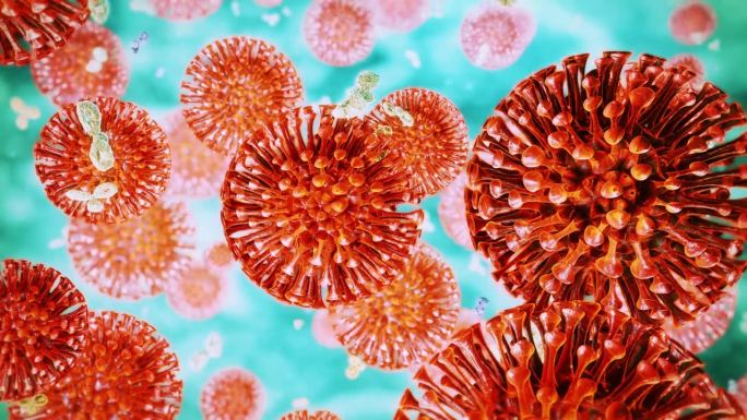 甲型流感病毒冠状病毒免疫系统免疫反应