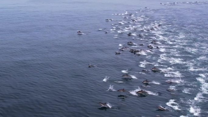 数千只普通海豚在加利福尼亚州达纳角海岸完美的海水中踩踏的罕见无人机镜头。