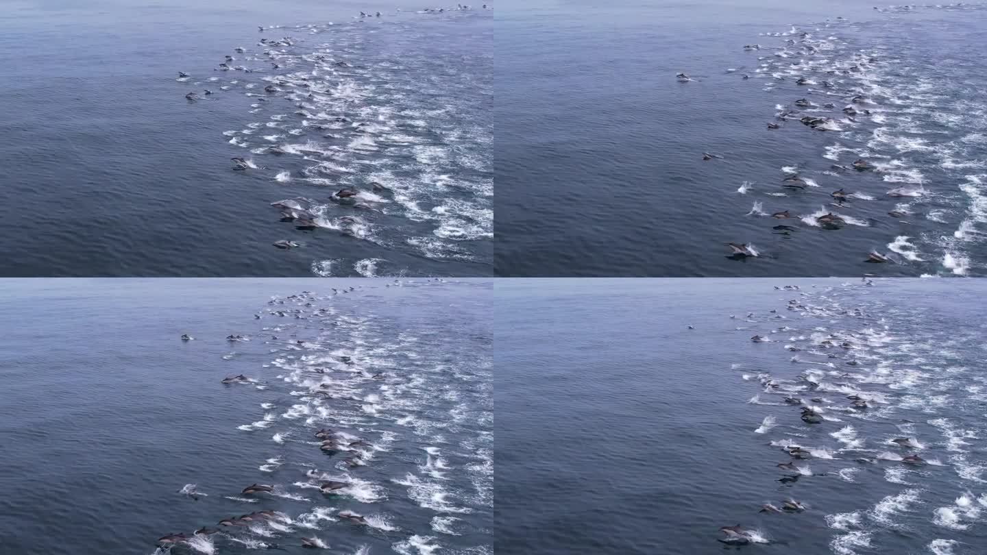 数千只普通海豚在加利福尼亚州达纳角海岸完美的海水中踩踏的罕见无人机镜头。