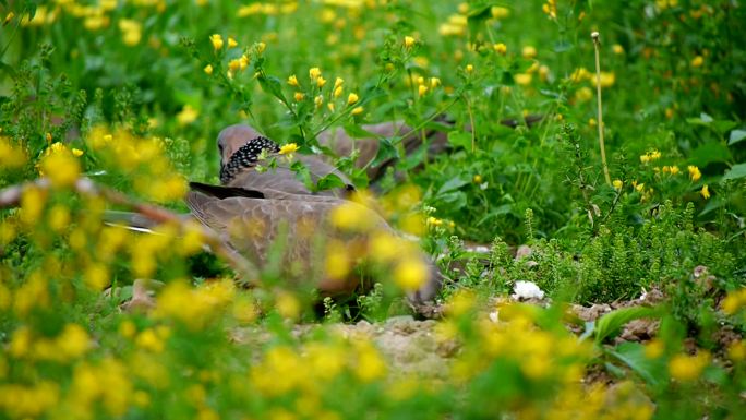 斑鸠 觅食 觅食的斑鸠 花丛中的斑鸠