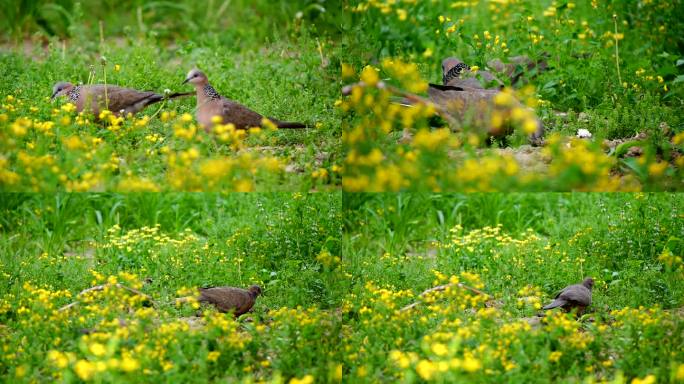 斑鸠 觅食 觅食的斑鸠 花丛中的斑鸠