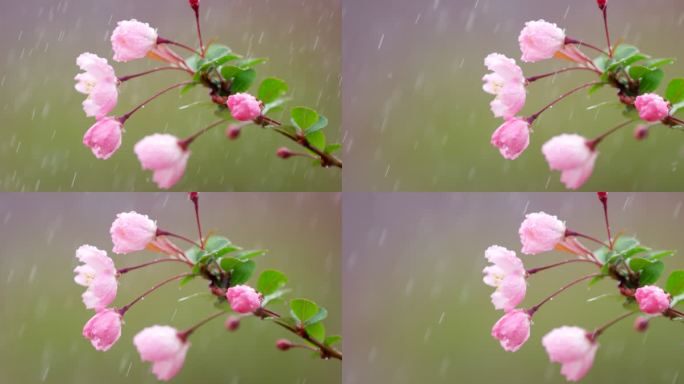 垂丝海棠 绿叶 细雨 20