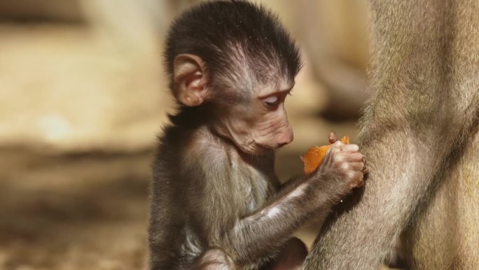 饥饿的小猴子在野外吞食美味的小吃