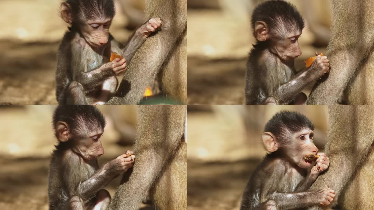饥饿的小猴子在野外吞食美味的小吃