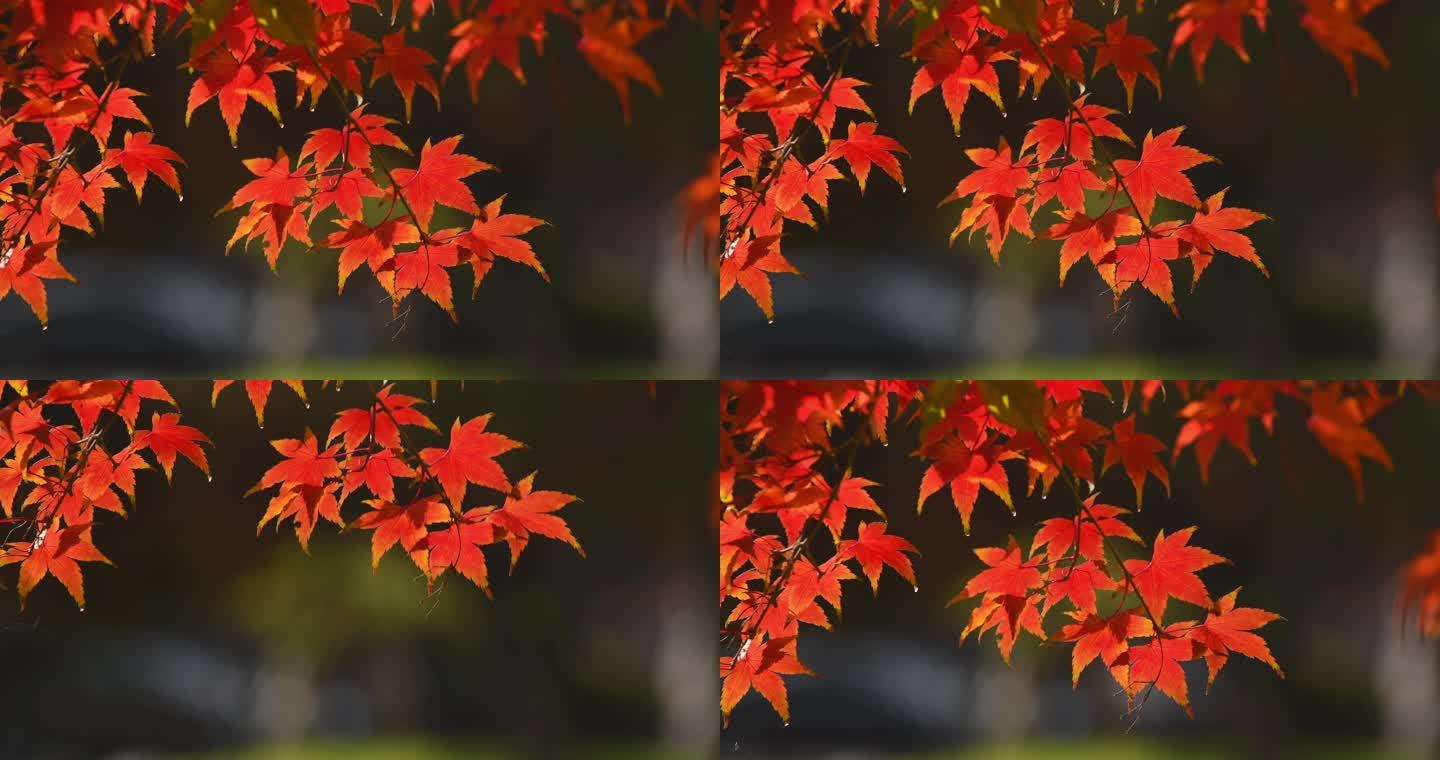 红枫枫叶空镜实拍素材4k