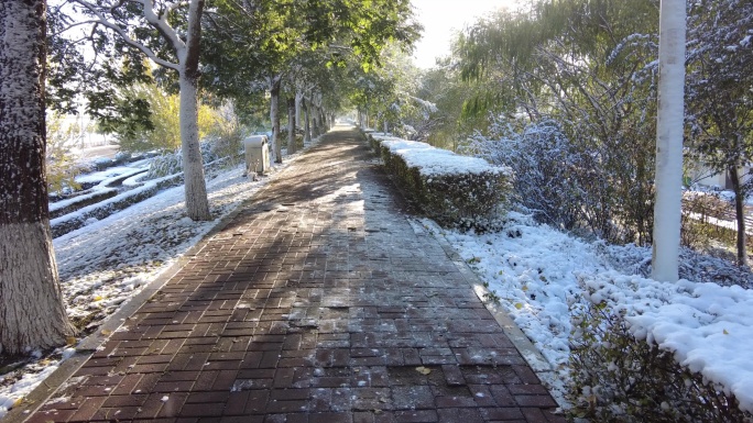 雪后早晨小路树上雪淞融落