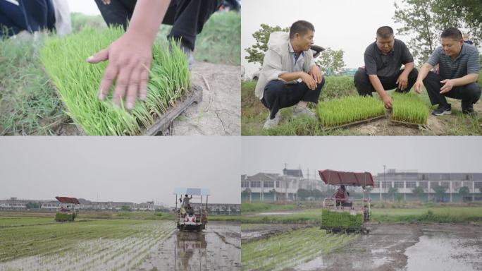 培育水稻秧苗
