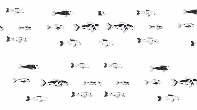 日本鲤鱼鱼游泳大纲卡通动画